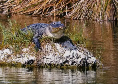 fort myers attractions
